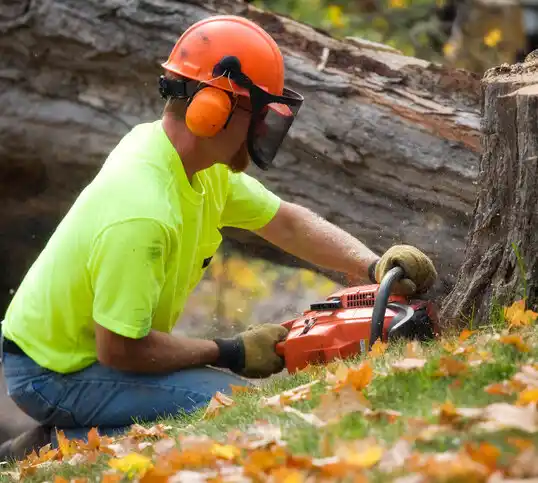 tree services Dover